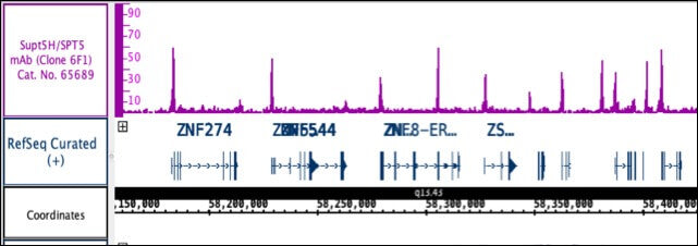 Supt5H/SPT5 antibody (mAb), sample - MyBio Ireland - Active Motif