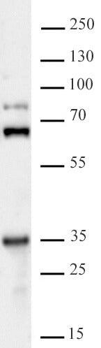 GLYR1 antibody (pAb) - MyBio Ireland - Active Motif
