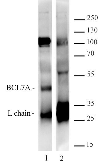 Bcl7A antibody (pAb), sample - MyBio Ireland - Active Motif
