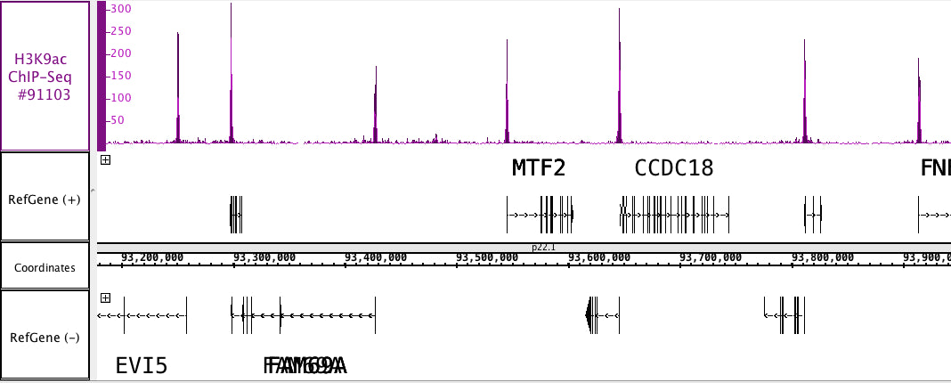 AbFlex® Histone H3K9ac antibody (rAb) - MyBio Ireland - Active Motif