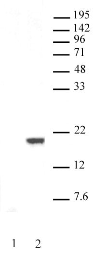 AbFlex® Histone H3S10ph antibody (rAb) - MyBio Ireland - Active Motif