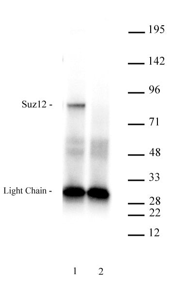 AbFlex® Suz12 antibody (rAb) - MyBio Ireland - Active Motif