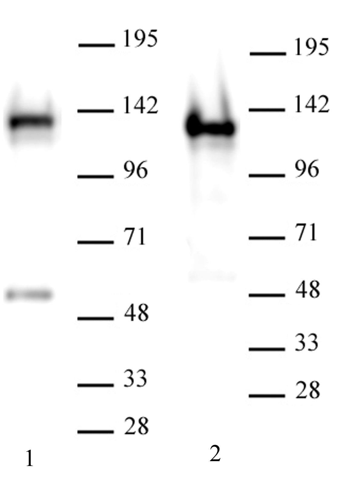 AbFlex® SMARCA1 / SNF2L1 antibody (rAb), sample - MyBio Ireland - Active Motif