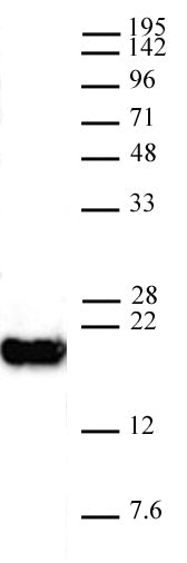AbFlex® Histone H3K4me0 antibody (rAb), sample - MyBio Ireland - Active Motif