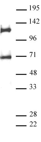 AbFlex® MPP8 antibody (rAb), sample - MyBio Ireland - Active Motif