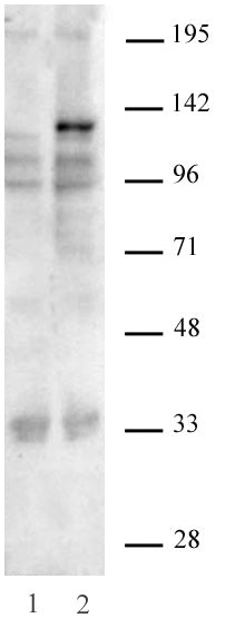 AbFlex® SaCas9 antibody (rAb) - MyBio Ireland - Active Motif