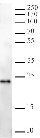 AbFlex® TWIST antibody (rAb), sample - MyBio Ireland - Active Motif