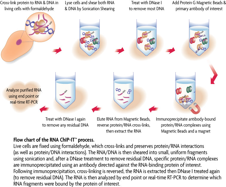 RNA ChIP-IT® - MyBio Ireland - Active Motif