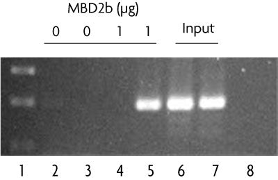 Fully Methylated Jurkat DNA - MyBio Ireland - Active Motif