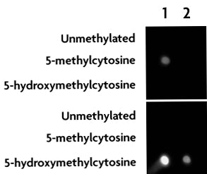 Methylated DNA Standard Kit - MyBio Ireland - Active Motif