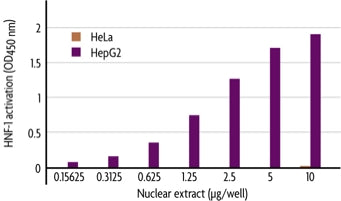 Hep G2 nuclear extract - MyBio Ireland - Active Motif