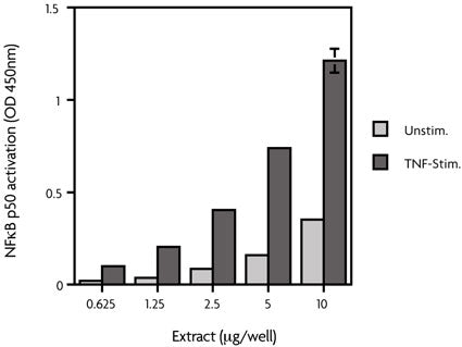 HeLa whole-cell extract (TNF-α stimulated) - MyBio Ireland - Active Motif