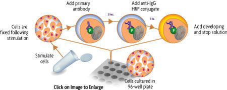 FACE™ ErbB-2 (Y1248) Chemi - MyBio Ireland - Active Motif