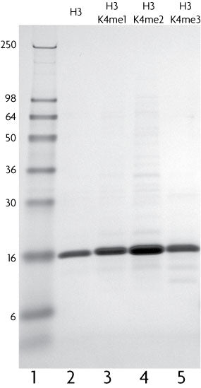 Recombinant Histone H3 (C110A) - MyBio Ireland - Active Motif