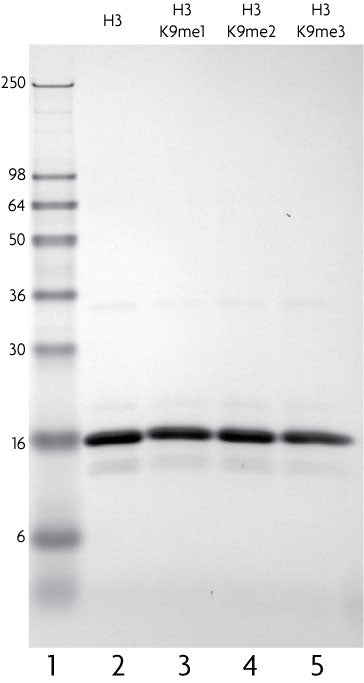 Recombinant Histone H3K9me3 (MLA) - MyBio Ireland - Active Motif