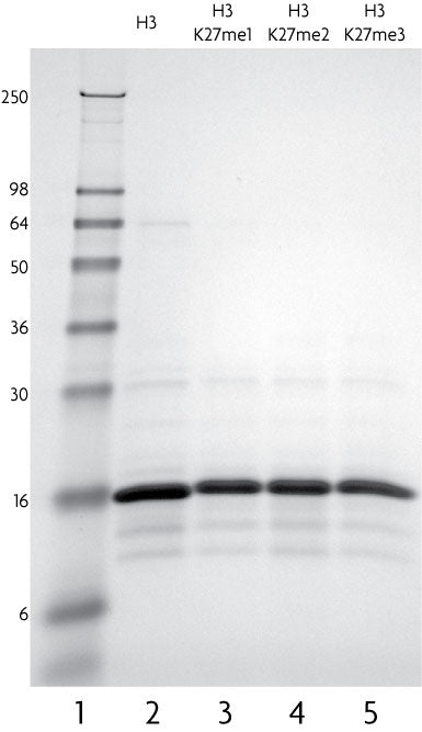 Recombinant Histone H3K27me1 (MLA) - MyBio Ireland - Active Motif