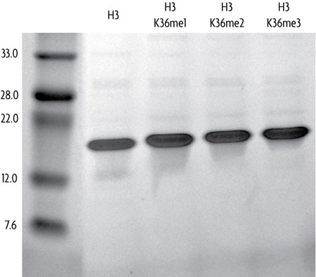 Recombinant Histone H3K36me2 (MLA) - MyBio Ireland - Active Motif