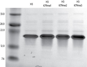 Recombinant Histone H3K79me1 (MLA) - MyBio Ireland - Active Motif