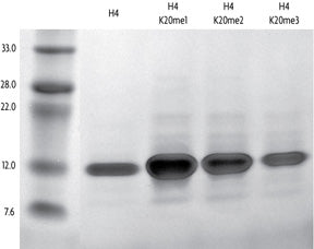 Recombinant Histone H4K20me3 (MLA) - MyBio Ireland - Active Motif