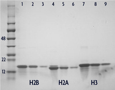 Recombinant Histone H2A (Xenopus) - MyBio Ireland - Active Motif
