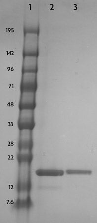 Recombinant Histone H3K23ac (EPL) - MyBio Ireland - Active Motif