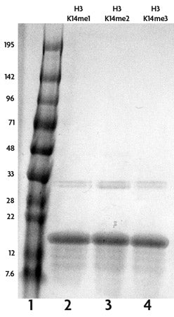 Recombinant Histone H3K14me1 (MLA) - MyBio Ireland - Active Motif