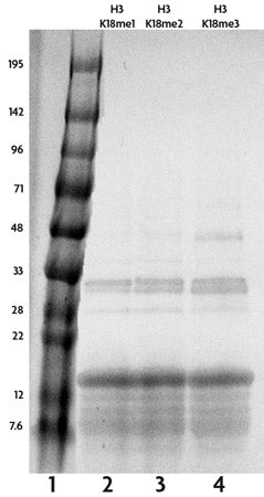 Recombinant Histone H3K18me1 (MLA) - MyBio Ireland - Active Motif