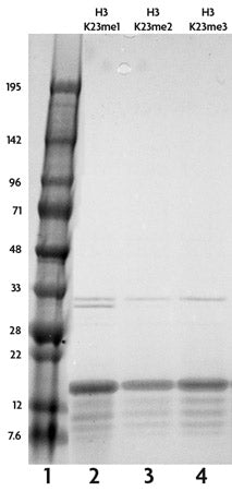 Recombinant Histone H3K23me1 (MLA) - MyBio Ireland - Active Motif