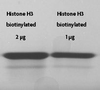 Recombinant Histone H3.2 biotinylated (Human) - MyBio Ireland - Active Motif