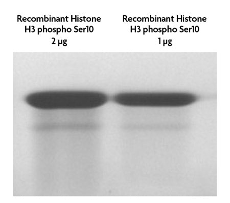 Recombinant Histone H3S10ph (EPL) - MyBio Ireland - Active Motif