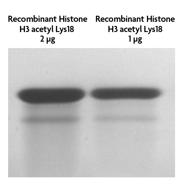 Recombinant Histone H3K18ac (EPL) - MyBio Ireland - Active Motif