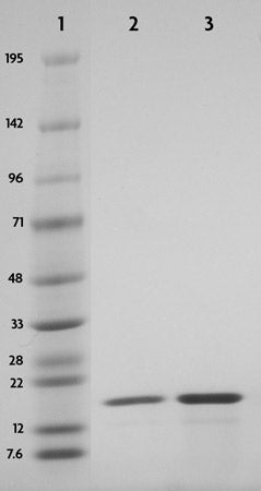 Recombinant Histone H3T3ph (EPL) - MyBio Ireland - Active Motif