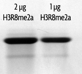 Recombinant Histone H3R8me2a (asymmetric) (EPL) - MyBio Ireland - Active Motif