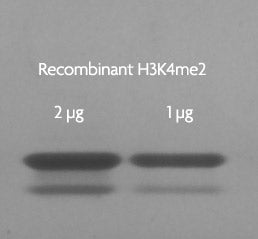 Recombinant Histone H3K4me2 (EPL) - MyBio Ireland - Active Motif