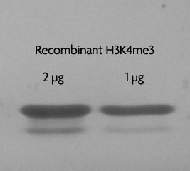 Recombinant Histone H3K4me3 (EPL) - MyBio Ireland - Active Motif