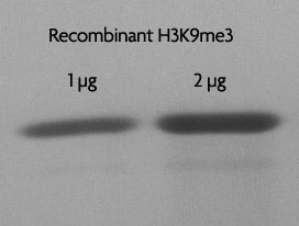 Recombinant Histone H3K9me3 (EPL) - MyBio Ireland - Active Motif