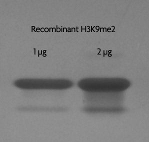 Recombinant Histone H3K9me2 (EPL) - MyBio Ireland - Active Motif