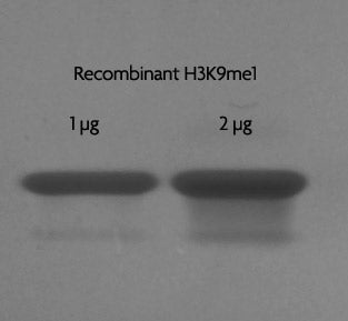 Recombinant Histone H3K9me1 (EPL) - MyBio Ireland - Active Motif