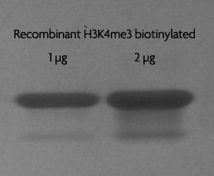 Recombinant Histone H3K4me3 biotinylated (EPL) - MyBio Ireland - Active Motif