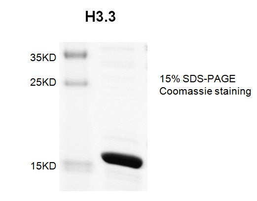 Recombinant Histone H3.3 (Human) - MyBio Ireland - Active Motif