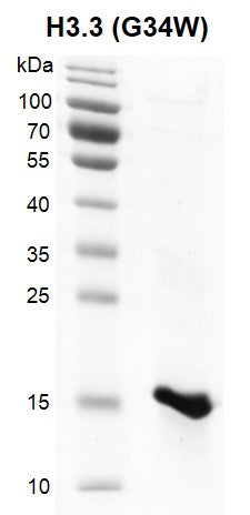 Recombinant Histone H3.3 (G34W) - MyBio Ireland - Active Motif