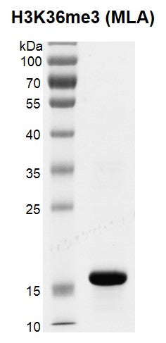 Recombinant Histone H3K36me3 (MLA) - MyBio Ireland - Active Motif