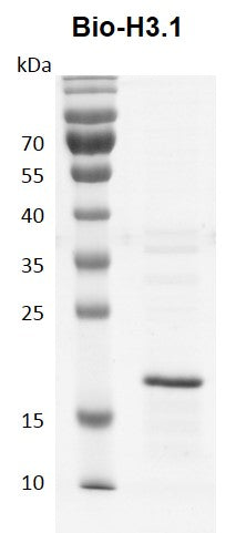 Recombinant Histone H3.1 biotinylated (Human) - MyBio Ireland - Active Motif
