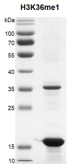 Recombinant Histone H3K36me1 (MLA) - MyBio Ireland - Active Motif