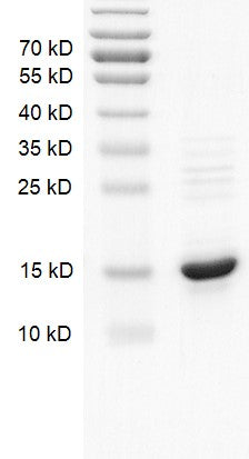 Recombinant Histone H2A (Human) - MyBio Ireland - Active Motif