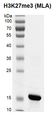Recombinant Histone H3K27me3 (MLA) - MyBio Ireland - Active Motif