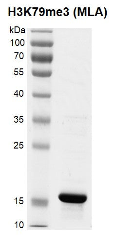 Recombinant Histone H3K79me3 (MLA) - MyBio Ireland - Active Motif