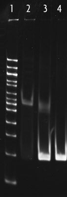 Nucleosome Assembly Control DNA - MyBio Ireland - Active Motif