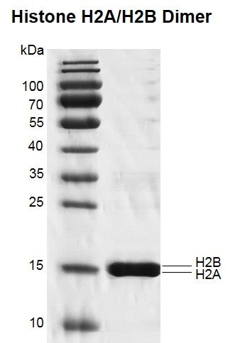 Recombinant Histone H2A/H2B dimer - MyBio Ireland - Active Motif