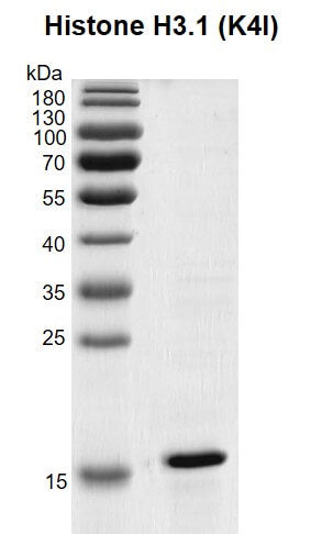Recombinant Histone H3.1 (K4I) - MyBio Ireland - Active Motif